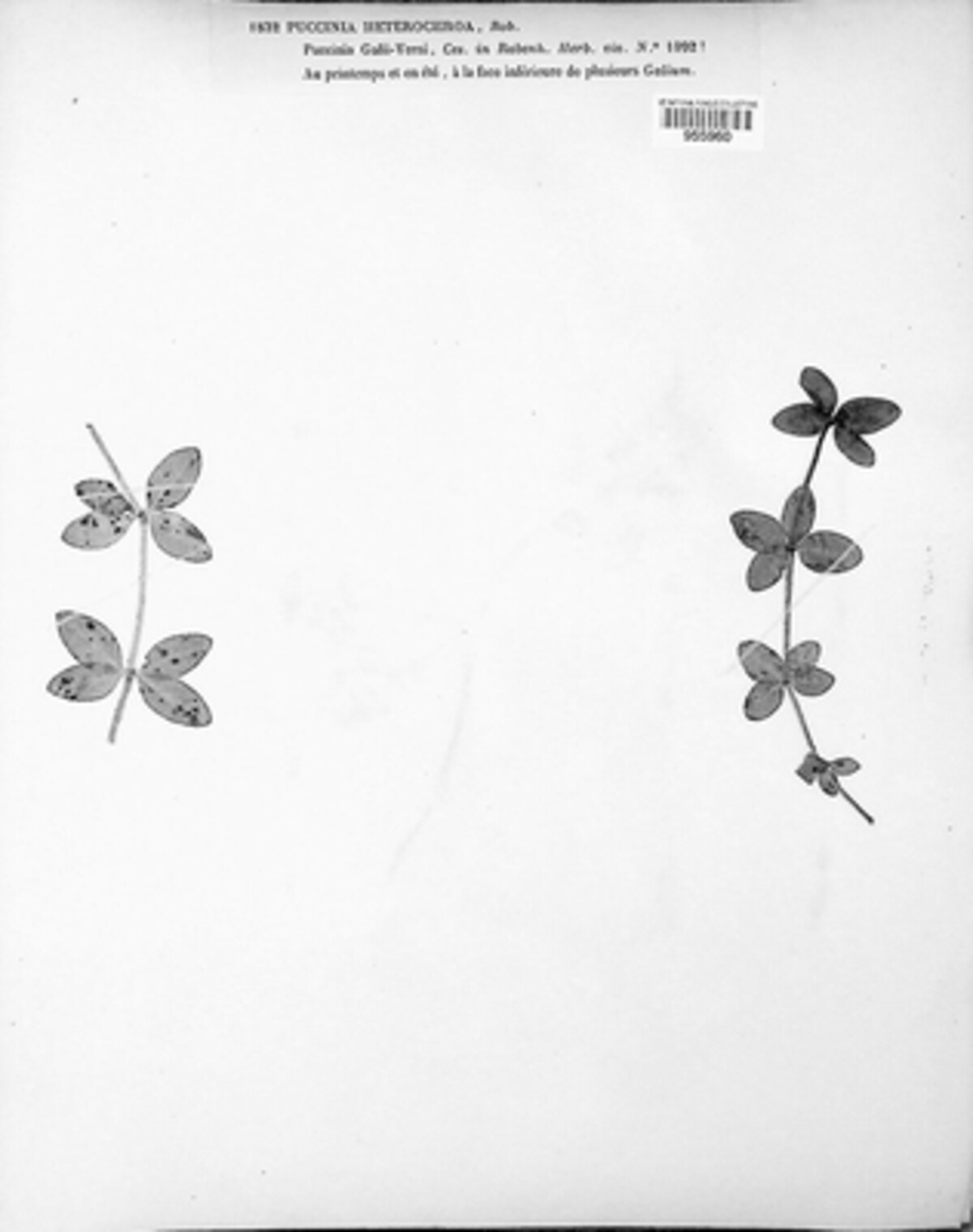 Puccinia heterochroa image
